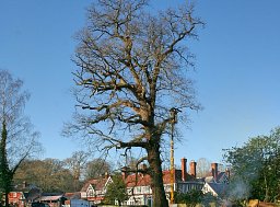 Oak - Crown Reduction - Brockenhurst, New Forest thumb