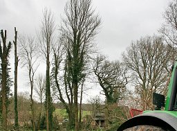 Tree Removal - Alderbury (Continued) thumb