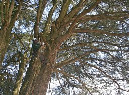 By removing the lower branches to the statutory highway height requirements it reduces the likelihood of damage to both taller vehicles but also the tree itself thumb