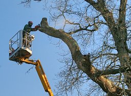 Oak - Crown Reduction - Brockenhurst, New Forest thumb